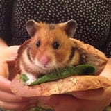 へっぽこ梨太郎 icon