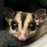 イエアメ icon