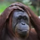Rara icon