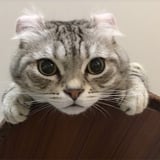まお icon