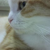 一ノ瀬ゆみゆみ icon